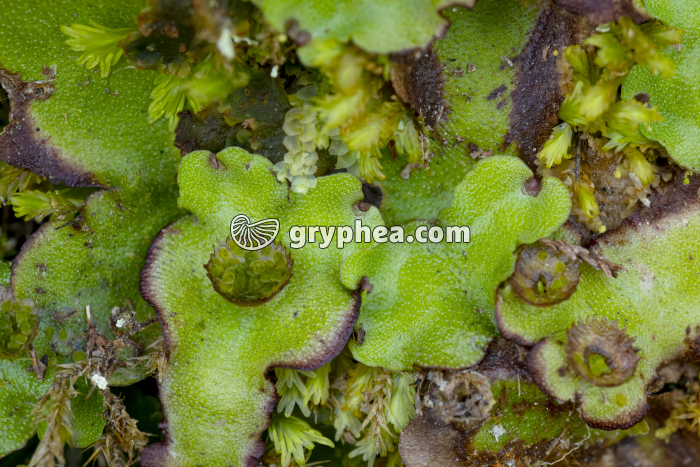 Hépatique - Thalle avec corbeilles à propagules - gryphea.com